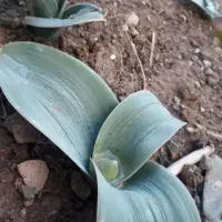 سبزی کوهی والک شمیران