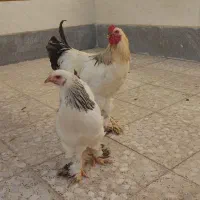 فروش مرغ و خروس برهما|حیوانات مزرعه|شیراز, شهرک کوشکک|دیوار
