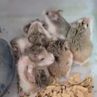 همستر روبروفسکی|موش و خرگوش|تهران, دارآباد|دیوار