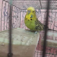 مرغ عشق|پرنده|مسجد سلیمان, |دیوار