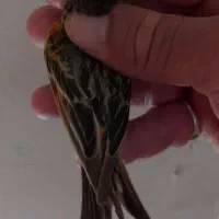 سهره گلبسر۳تاگلبسر