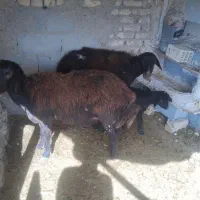 مشوبره|حیوانات مزرعه|اصفهان, ارداجی|دیوار