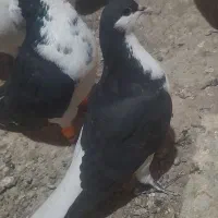 چپ سیاه راست سیاه ماده