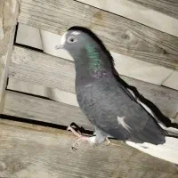 کبوتر|پرنده|قشم, |دیوار