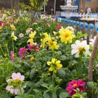 فروش بذر گل بسته ایی35000|گل و گیاه طبیعی|هندیجان, |دیوار