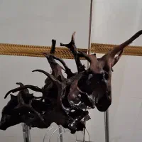 چوب آبنوس