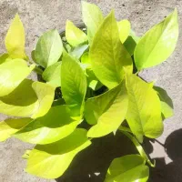 گل لیندا.کاکتوس .بامبو .گلدان|گل و گیاه طبیعی|ورامین, ورامین|دیوار