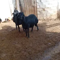 بره قوچ های یک دندان