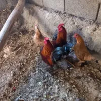 مرغ و خروس مینیاتوری دونه ای 350