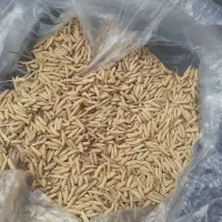 شالی