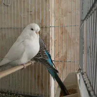 مرغ عشق انگلیسی|پرنده|تهران, قیطریه|دیوار