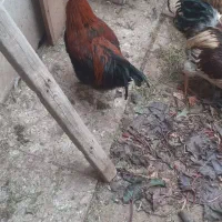 خروس و اردک|حیوانات مزرعه|قم, شهرک مهدیه (مدرس)|دیوار