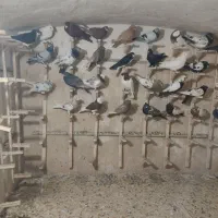 کفتر|پرنده|شیراز, لب آب|دیوار