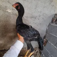 لاری ۴ماهه خروس|حیوانات مزرعه|گمیشان, |دیوار