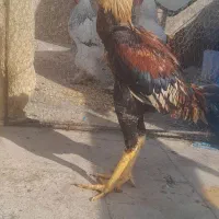 جوجه خروس لاری|حیوانات مزرعه|باقرشهر, |دیوار