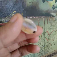 سنگ سلیمانی سه پوسته|جواهرات|بوشهر, |دیوار