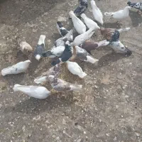 کبوتر|پرنده|اصفهان, جلالیه|دیوار