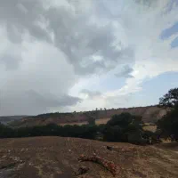 سبوس گندم کپک