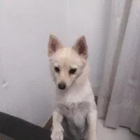 واگذاری سگ/پامر اشپیتز