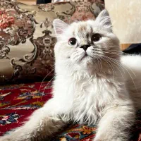 همالین پرشین چاکلت پوینت