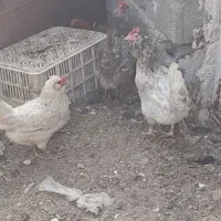 بقلمون .مرغ گلین .طوسی چناران .|حیوانات مزرعه|مشهد, امیریه|دیوار