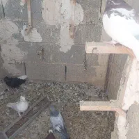 کبوتر فروشی|پرنده|شیراز, گلستان|دیوار