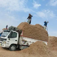 کاه نیشکر نو و تازه  تفاله نیشکر کاه برداشت امسال