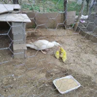 مادر و  ۵ تا  جوجه اردک  خارجی|حیوانات مزرعه|نکا, |دیوار