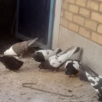 سرسفید و سینه دار|پرنده|رفسنجان, |دیوار