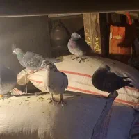 کبوتر|پرنده|سنقر, |دیوار