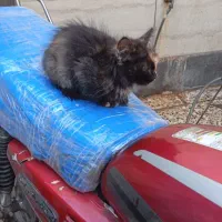 گربه بازیگوش|گربه|کارون, |دیوار