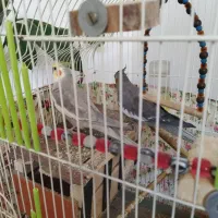 عروس هلندی جفت آماده تخم گذاری|پرنده|نورآباد, |دیوار