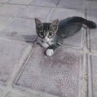 واگذاری رایگان