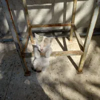 واگذاری گربه