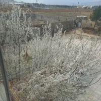 باغ باجگاه|فروش زمین و ملک کلنگی|شیراز, حومه شیراز|دیوار