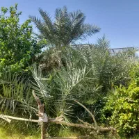 درخت خرما