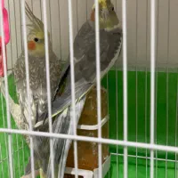 مرغ عشق و عروس هلندی یک جفت|پرنده|نیشابور, شهرک جانبازان|دیوار