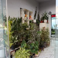 واگذاری-گلخانه