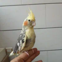 قناری وعروس هلندی ماده|پرنده|ابریشم, |دیوار