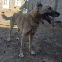 واگذاری سگ نر سرابی یکساله گله