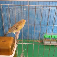 قناری|پرنده|برخوار, |دیوار