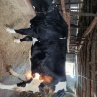 فروش گاو سیمینتال همراه با گوساله