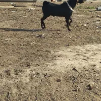 نربز  دورگ اصلی وزن حدود ۶۰تا۶۲ بفروش میرسد