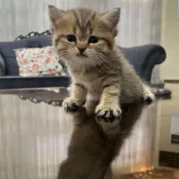 گربه بریتیش تبی