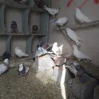 کبوتر پرشی خوب به فروش میرسد