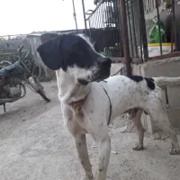 سگ برا جنگل