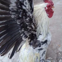 خروس|حیوانات مزرعه|سلفچگان, |دیوار