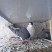 کفتر پلاس|پرنده|ساوه, |دیوار