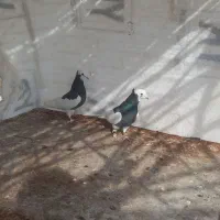 کبوتر یا کفتر طوق