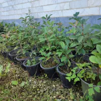 فروش گل و گیاه|خدمات باغبانی و درختکاری|رودسر, |دیوار